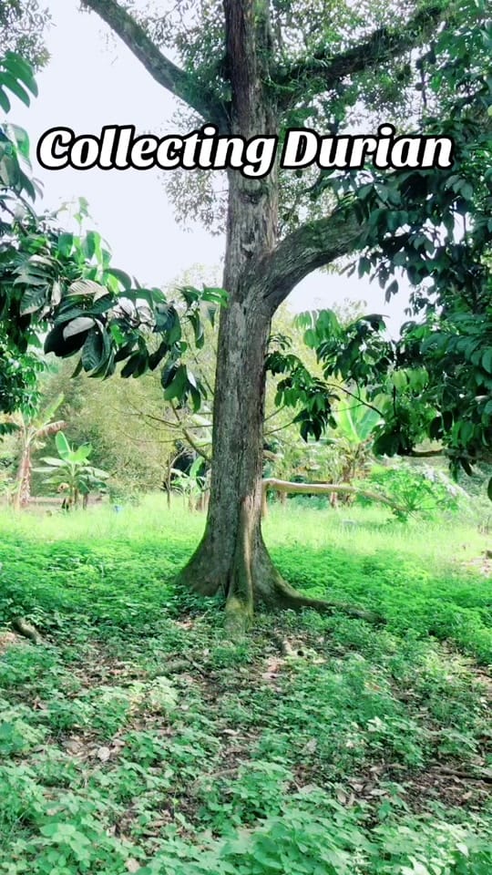 Post 6 by Ken_Sim79 on TikTok (video)