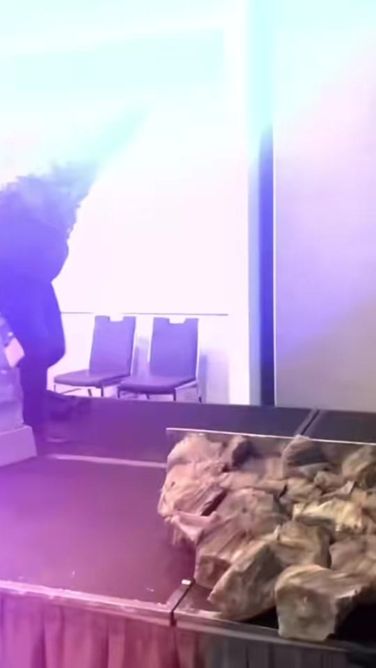Post 5 by The Dino Maniacs on TikTok (video)