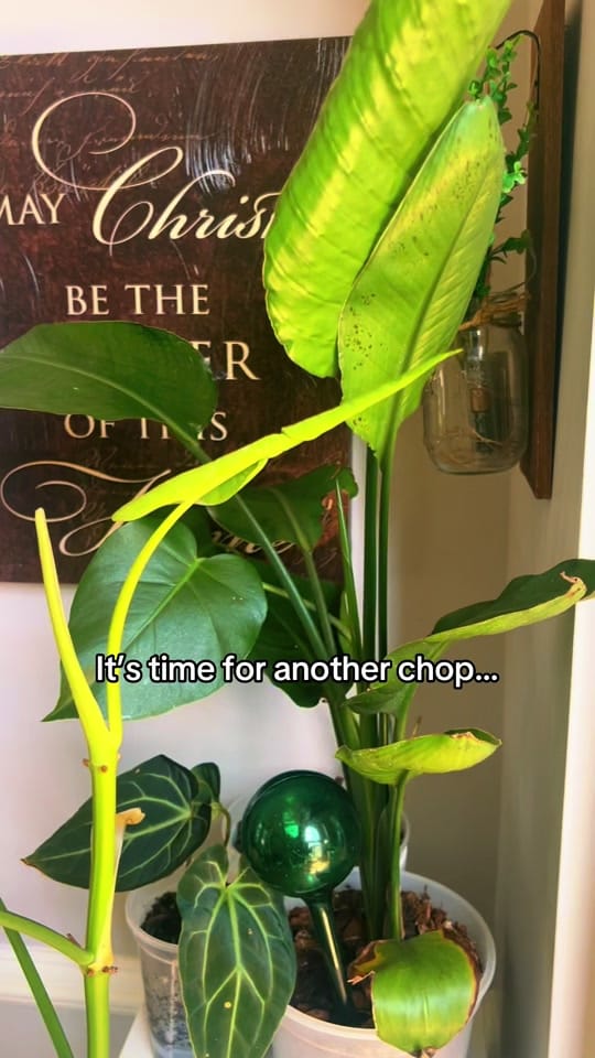 Post 2 by Plantslovedee on TikTok (video)
