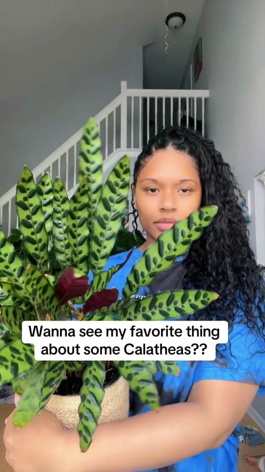 Post 1 by Plantslovedee on TikTok (video)