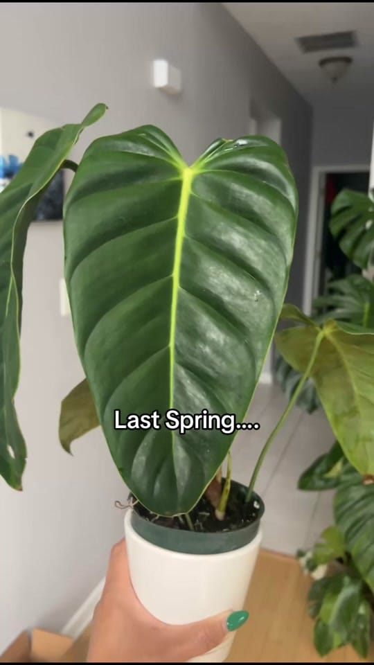 Post 6 by Plantslovedee on TikTok (video)