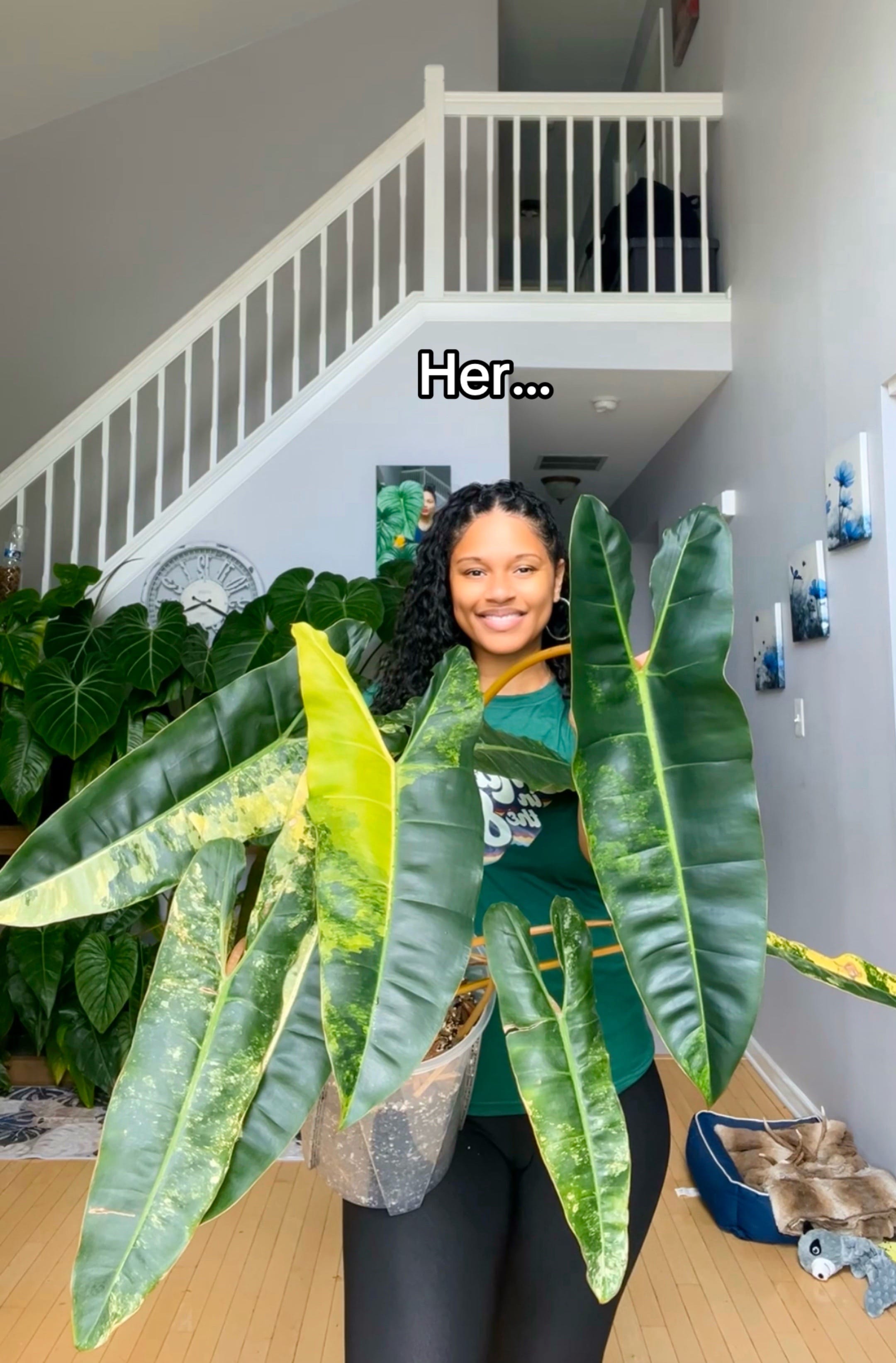Post 5 by Plantslovedee on TikTok (video)