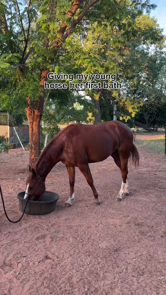 Post 4 by Milly || Outback life ⭐️ on TikTok (video)