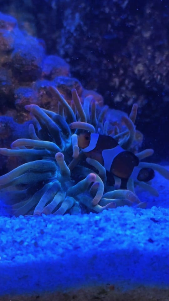 Post 1 by Bubs on TikTok (video)