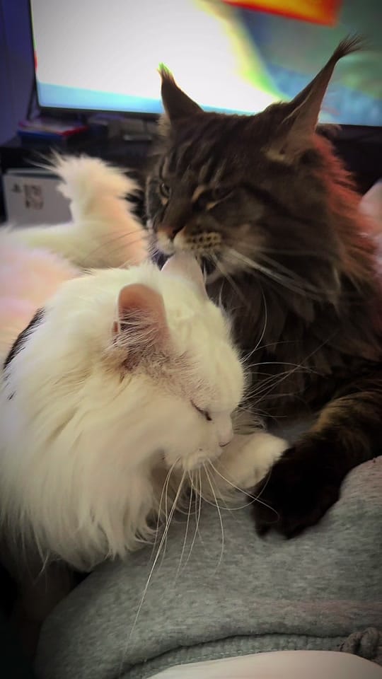 Post 3 by Bubs on TikTok (video)