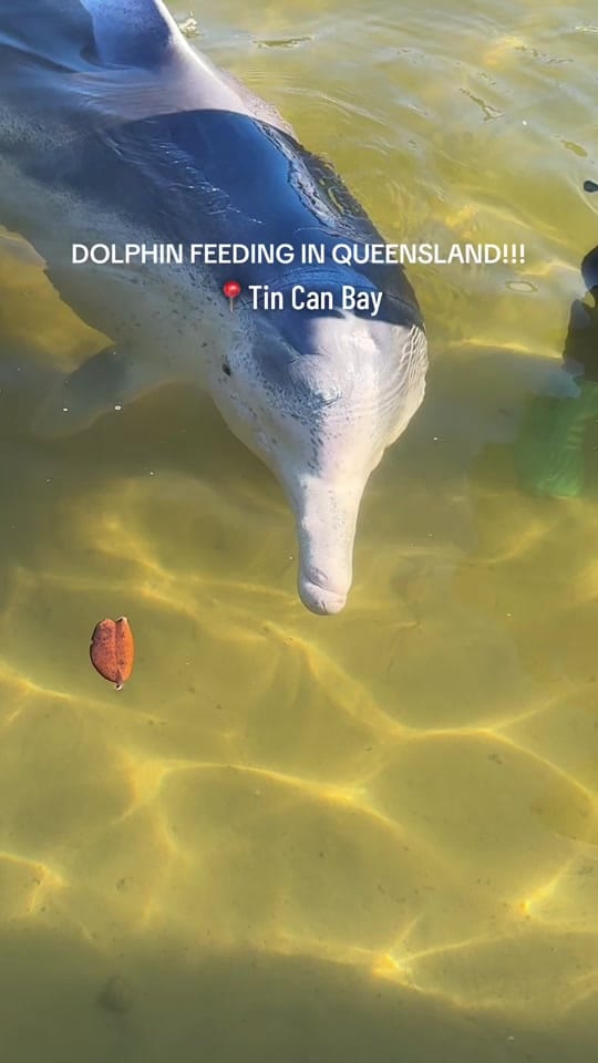 Post 7 by Cheers Melbourne on TikTok (video)