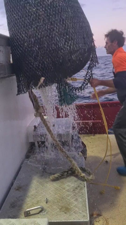 Post 2 by The Sea Eshay on TikTok (video)