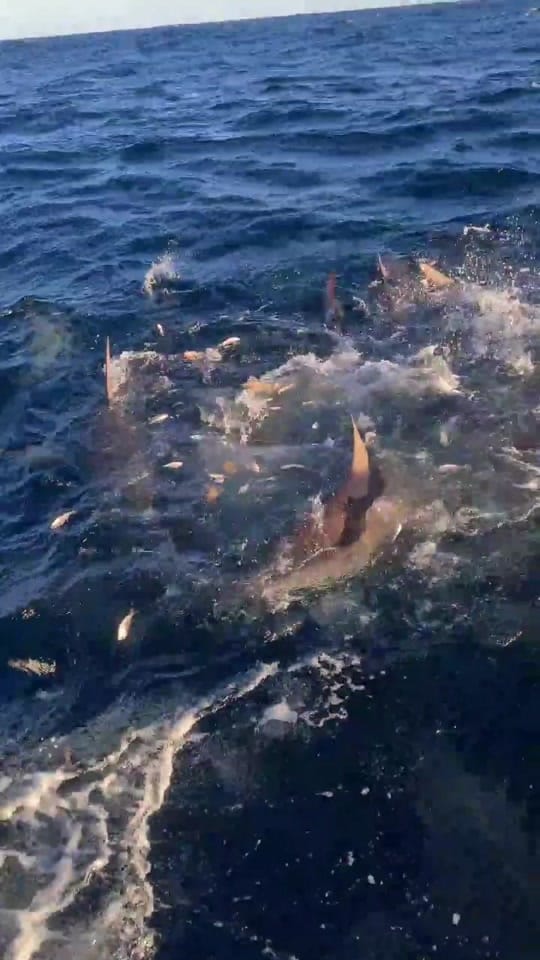 Post 6 by The Sea Eshay on TikTok (video)