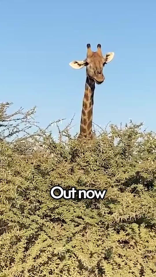 Post 9 by The Howie Games on TikTok (video)