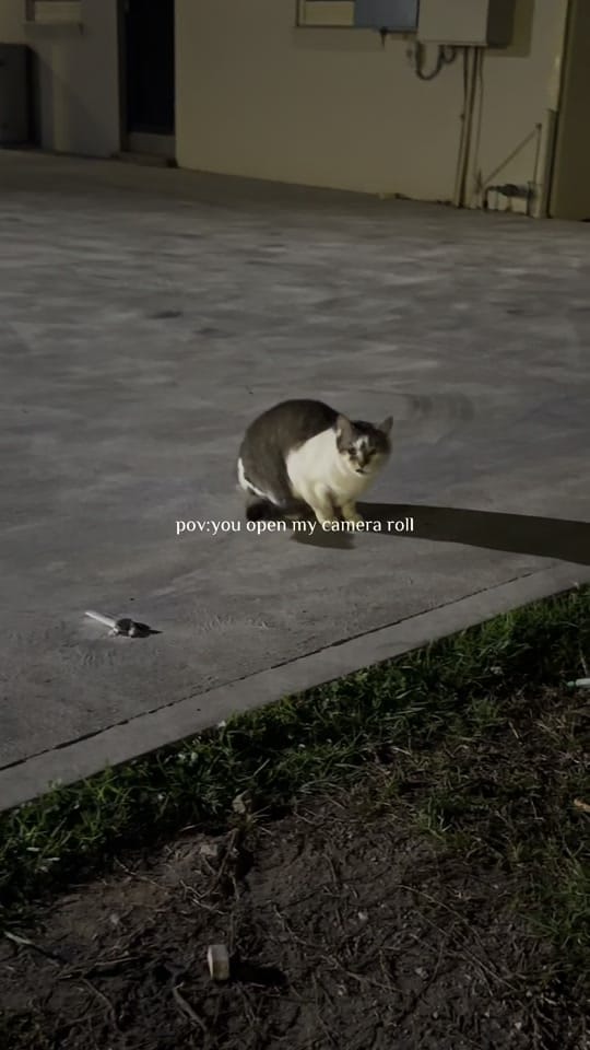 Post 5 by safepawsau on TikTok (video)
