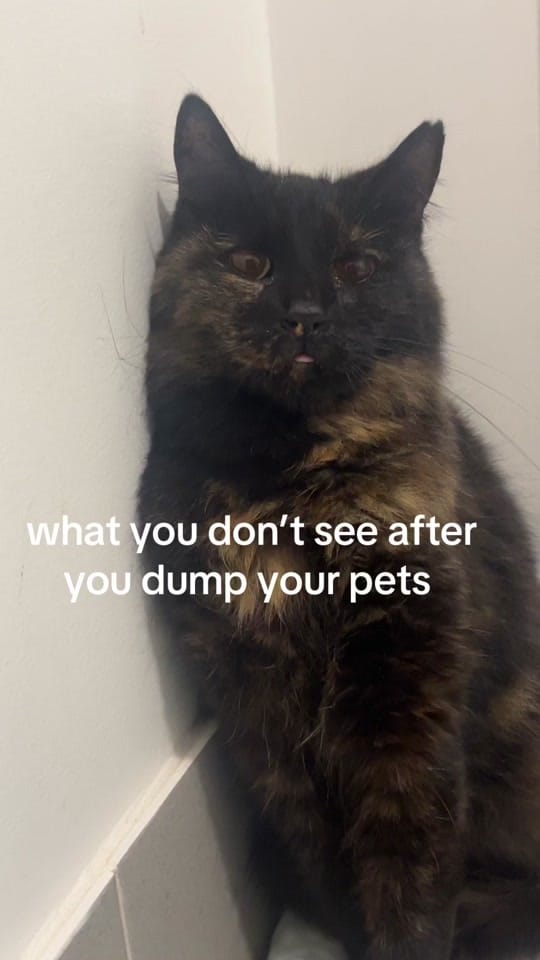 Post 9 by safepawsau on TikTok (video)