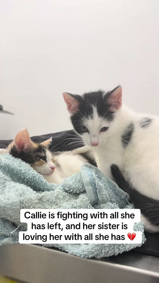 Post 7 by safepawsau on TikTok (video)