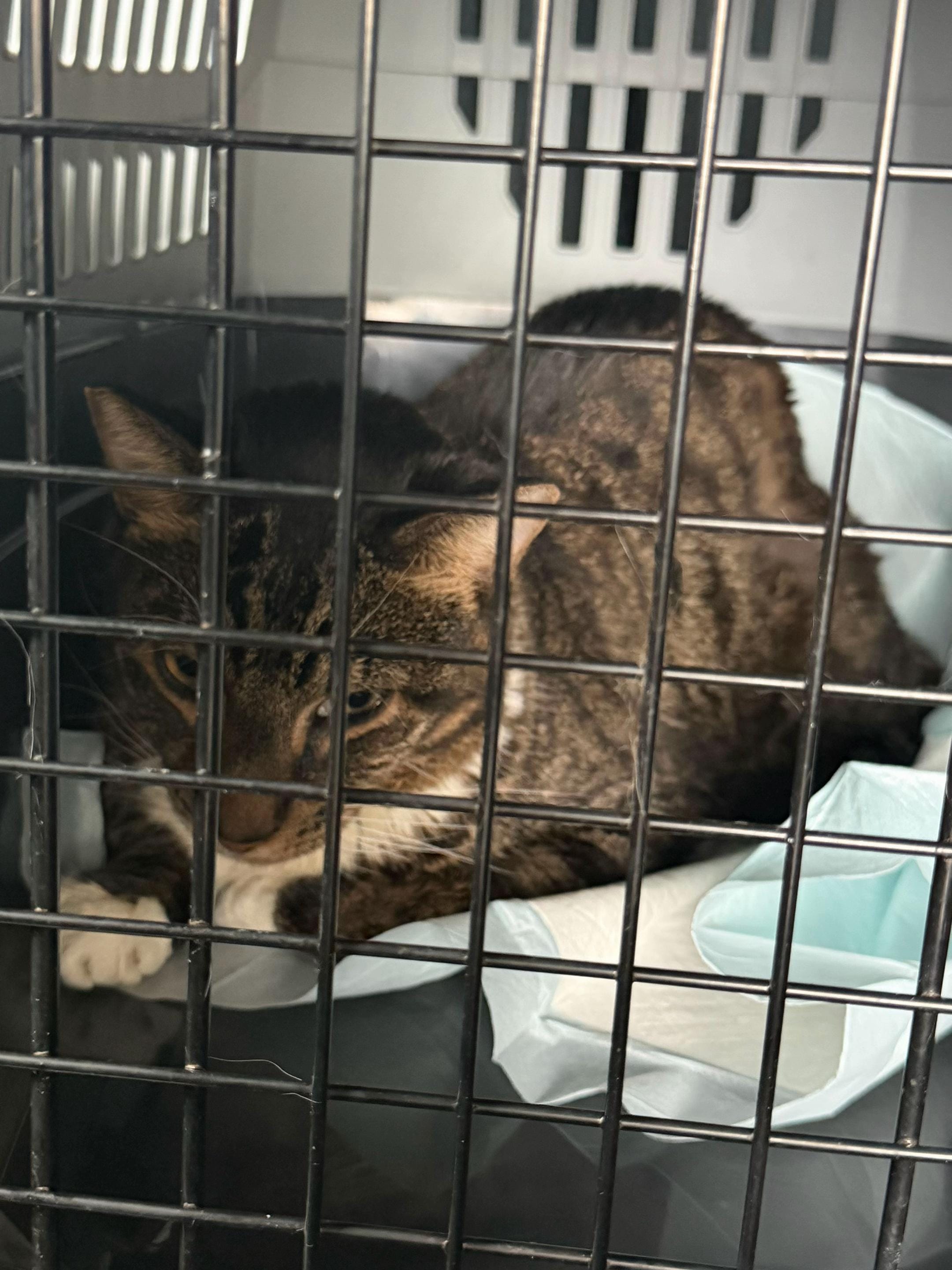 Post 3 by safepawsau on TikTok (video)