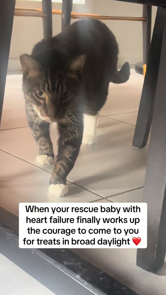 Post 2 by safepawsau on TikTok (video)