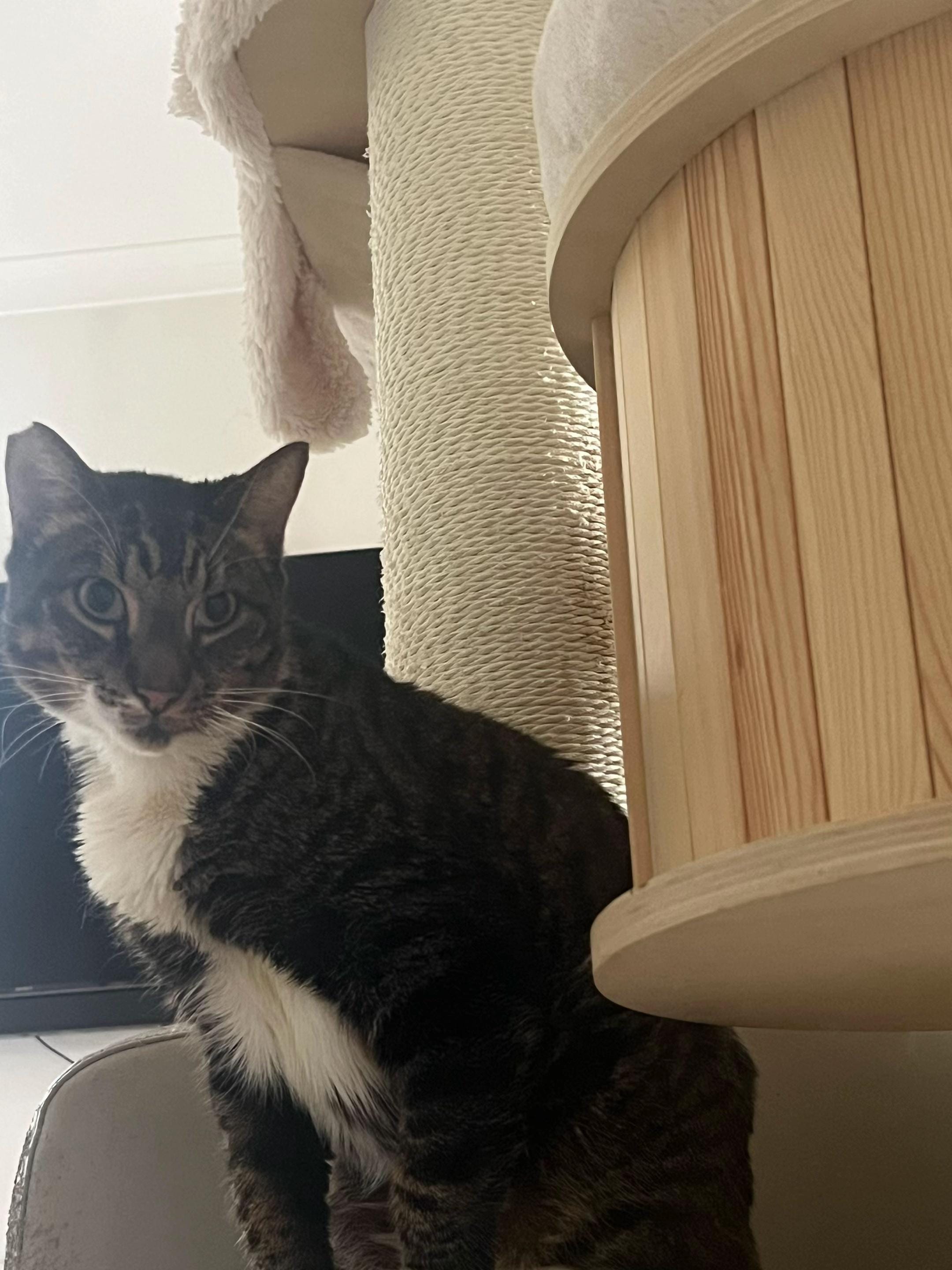 Post 1 by safepawsau on TikTok (video)