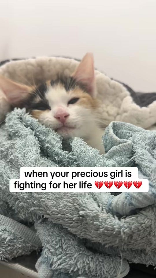 Post 4 by safepawsau on TikTok (video)