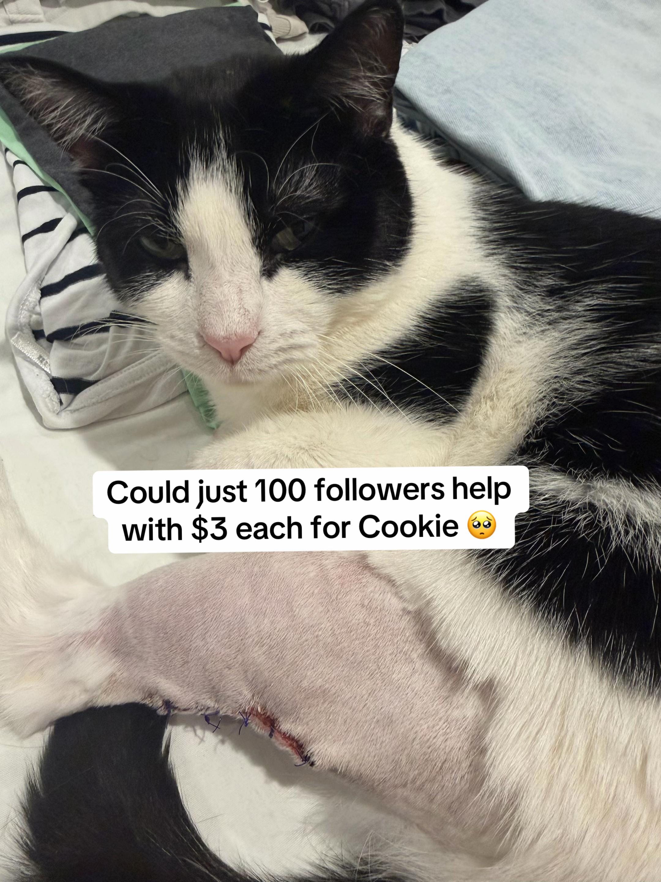 Post 6 by safepawsau on TikTok (video)