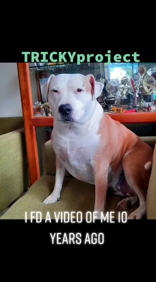 Post 10 by 𝐓𝐑𝐈𝐂𝐊𝐘𝐏𝐑𝐎𝐉𝐄𝐂𝐓  👑 on TikTok (video)