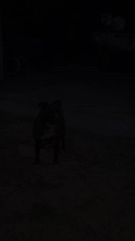 Post 1 by 🐾 ꀸꍏꁴꁴꍏ 🐾 on TikTok (video)