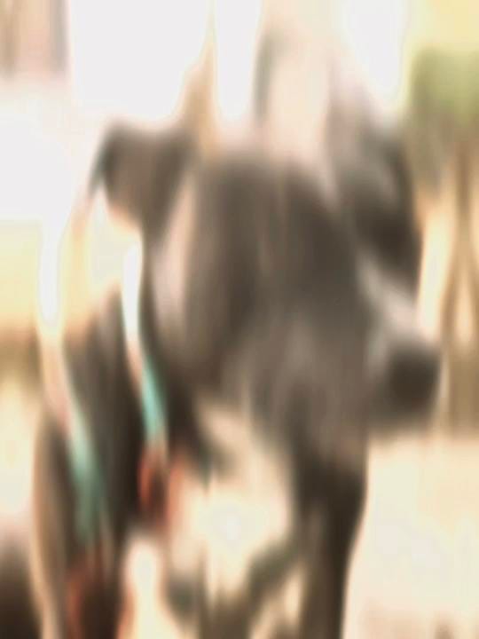 Post 10 by 🐾 ꀸꍏꁴꁴꍏ 🐾 on TikTok (video)