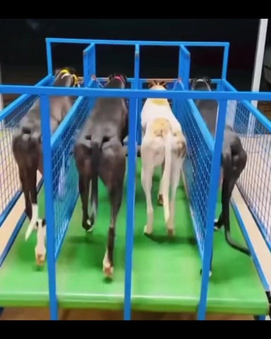 Post 1 by The Greyhound Girl 🐾 on TikTok (video)