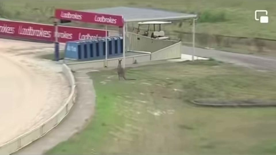 Post 2 by The Greyhound Girl 🐾 on TikTok (video)