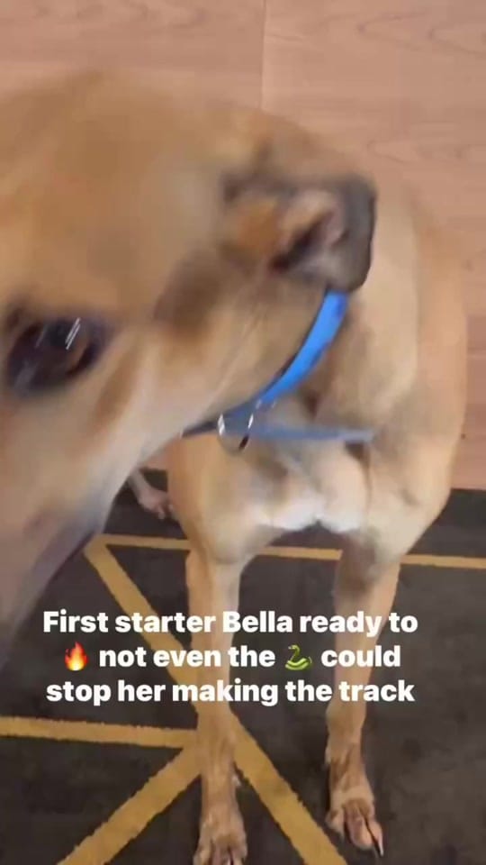 Post 5 by The Greyhound Girl 🐾 on TikTok (video)