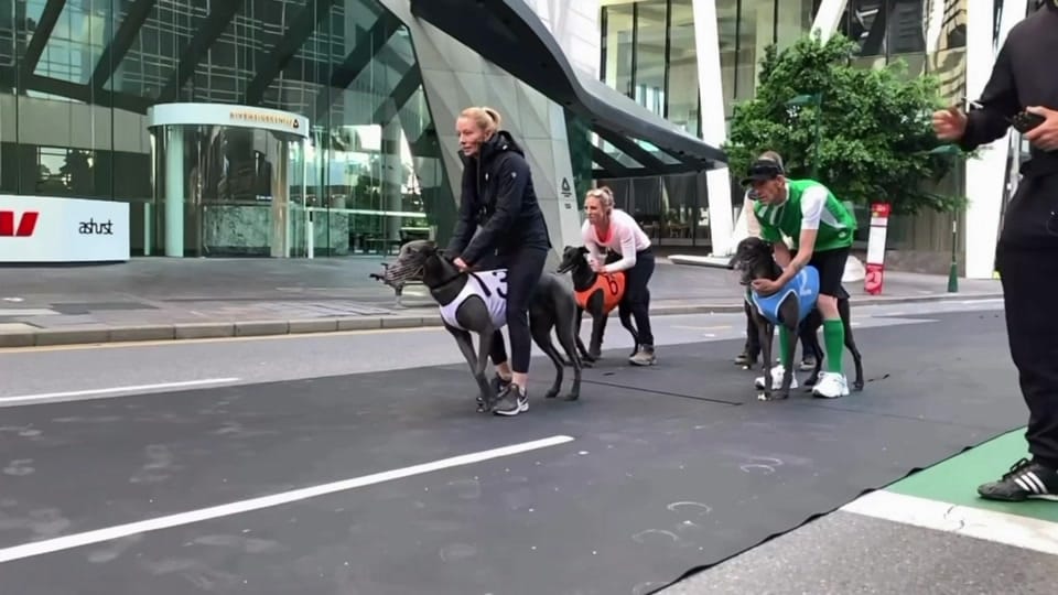 Post 6 by The Greyhound Girl 🐾 on TikTok (video)