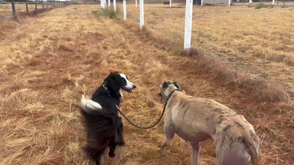 Post 7 by The Greyhound Girl 🐾 on TikTok (video)