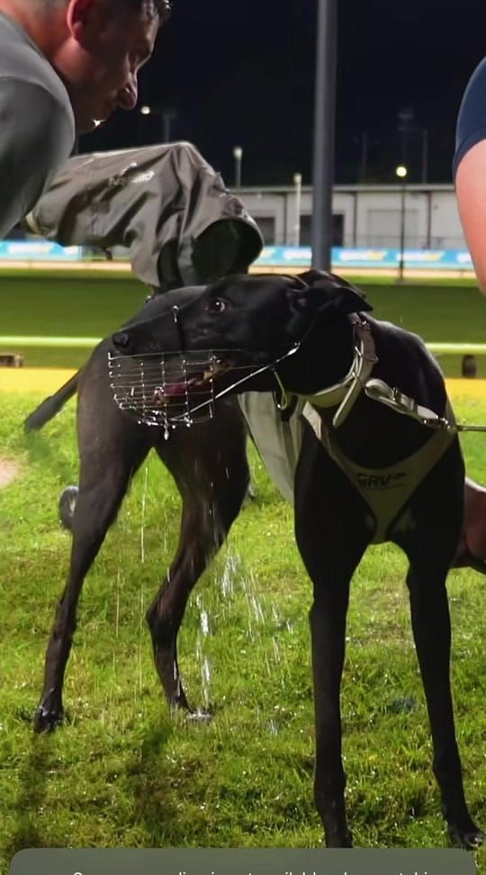 Post 10 by The Greyhound Girl 🐾 on TikTok (video)