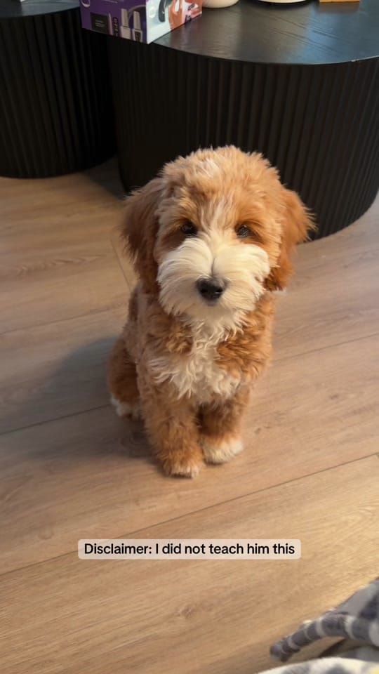 Post 9 by thatdoodlegend on TikTok (video)