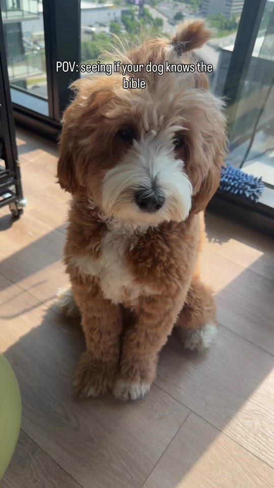 Post 1 by thatdoodlegend on TikTok (video)