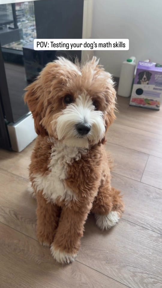 Post 8 by thatdoodlegend on TikTok (video)