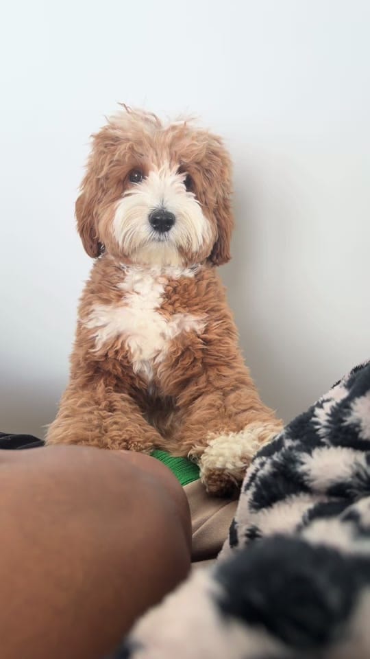 Post 7 by thatdoodlegend on TikTok (video)