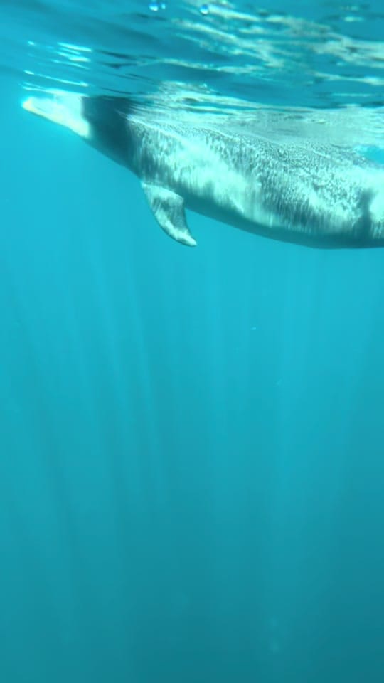Post 6 by Temptation Sailing on TikTok (video)