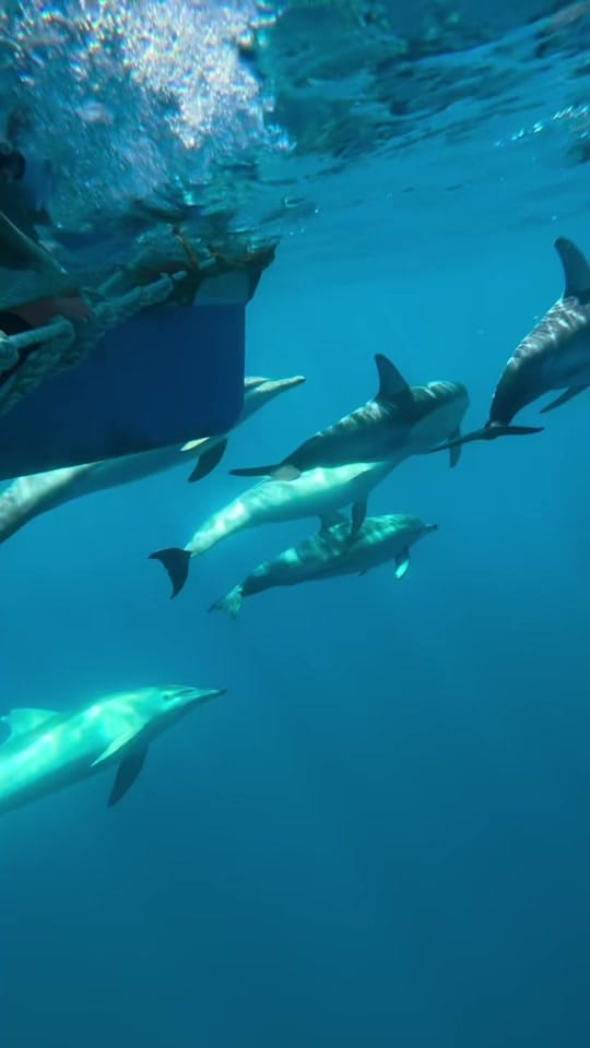 Post 5 by Temptation Sailing on TikTok (video)