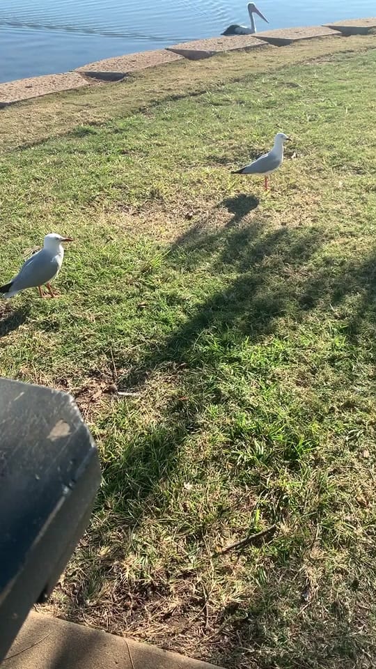 Post 8 by warriormeerkat on TikTok (video)