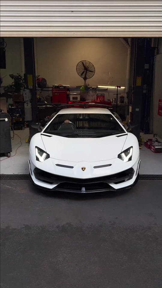 Post 2 by Australian Exotics on TikTok (video)