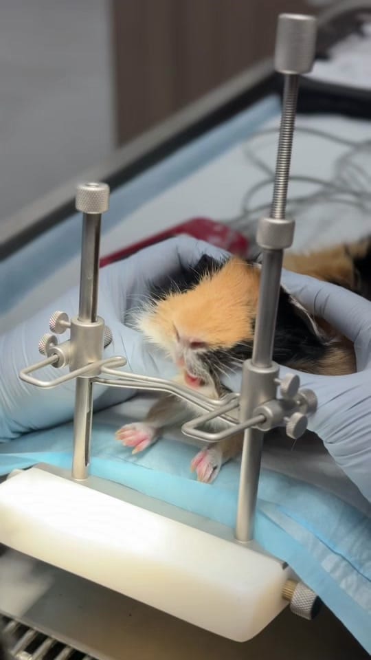 Post 7 by Dr. Sydney Pokard on TikTok (video)