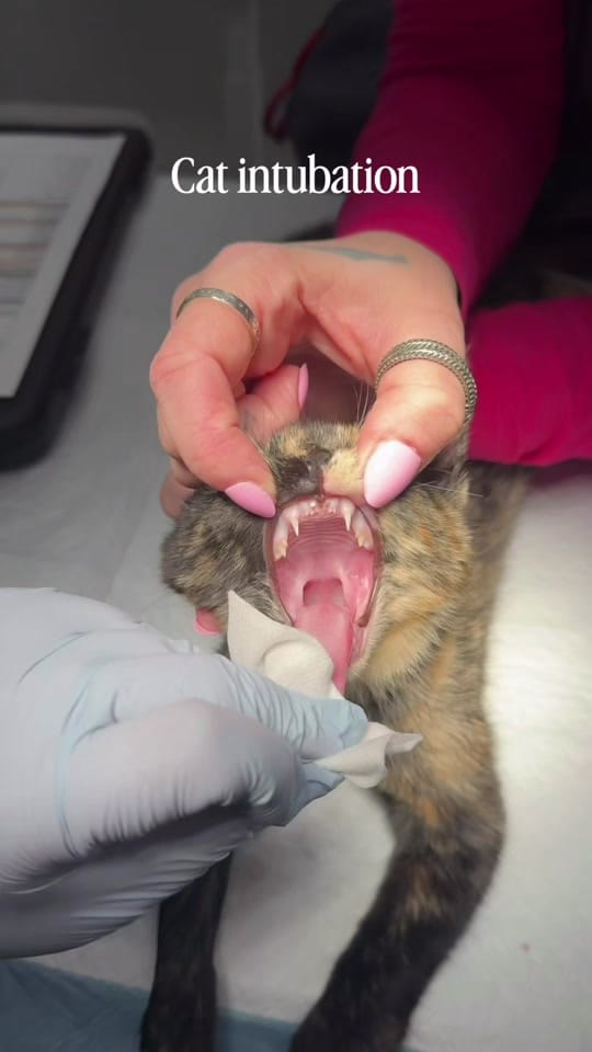 Post 3 by Dr. Sydney Pokard on TikTok (video)