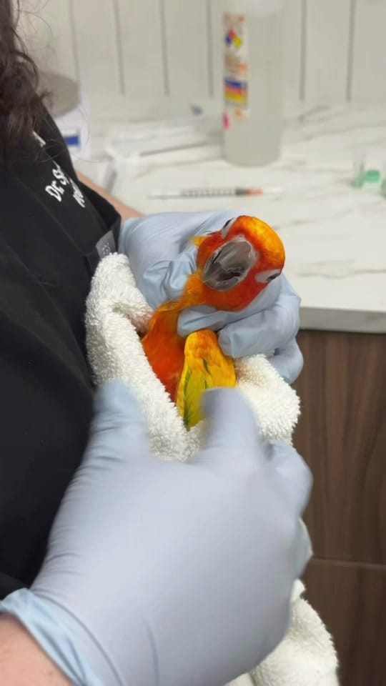Post 2 by Dr. Sydney Pokard on TikTok (video)