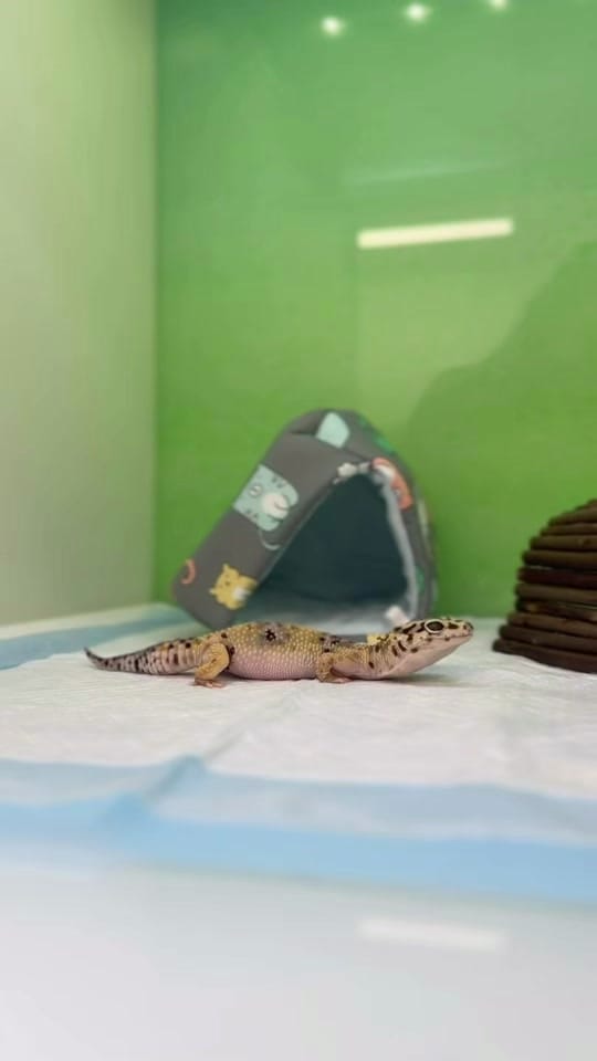 Post 9 by Dr. Sydney Pokard on TikTok (video)