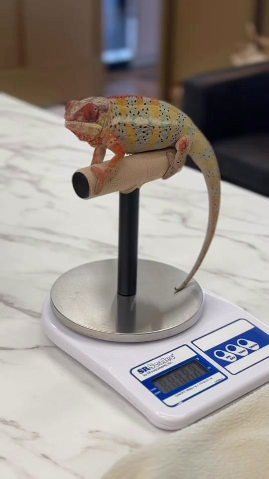 Post 4 by Dr. Sydney Pokard on TikTok (video)