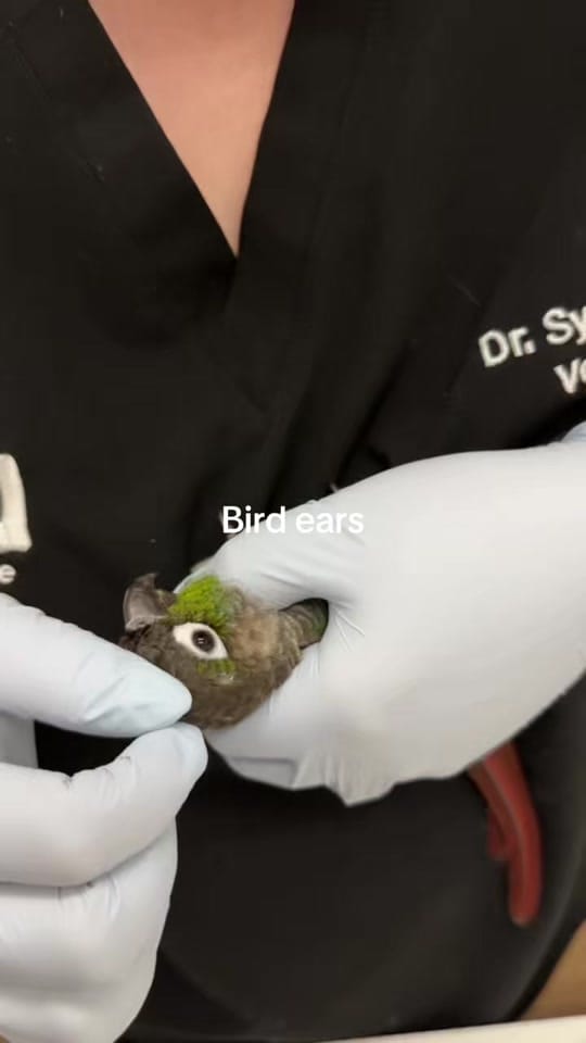 Post 5 by Dr. Sydney Pokard on TikTok (video)