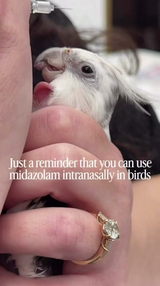Post 10 by Dr. Sydney Pokard on TikTok (video)
