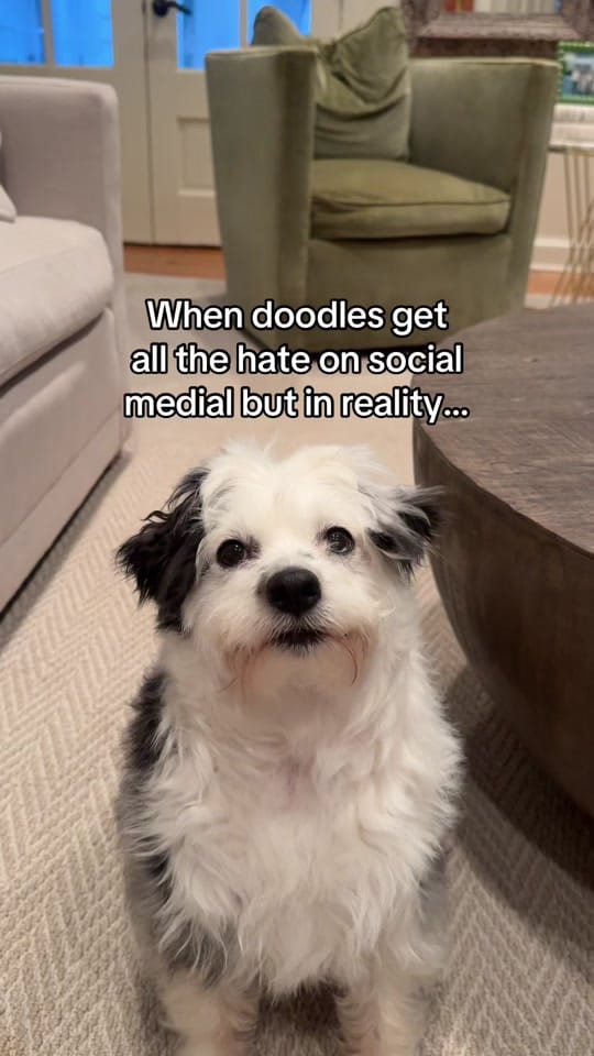 Post 5 by Lucy Lou on TikTok (video)