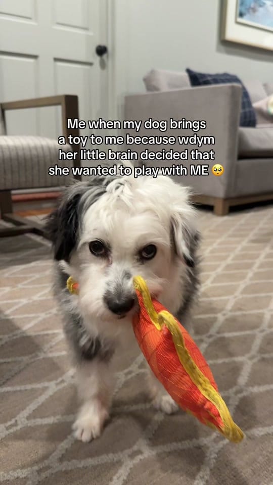 Post 4 by Lucy Lou on TikTok (video)