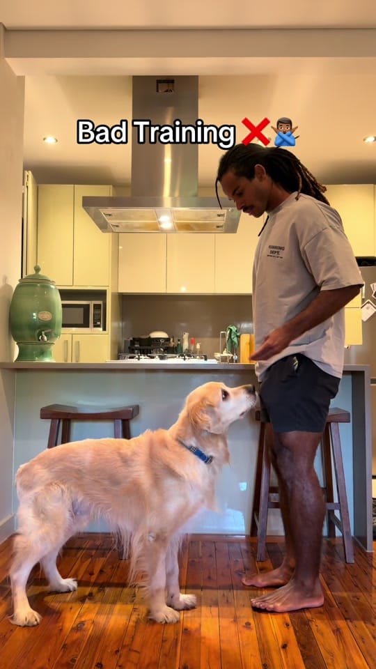 Post 1 by Apex Dog Training on TikTok (video)