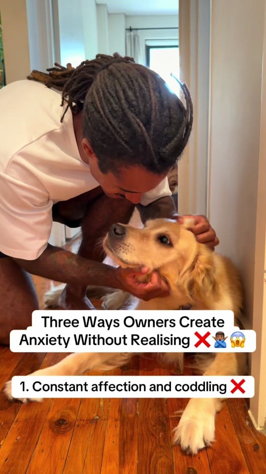 Post 7 by Apex Dog Training on TikTok (video)