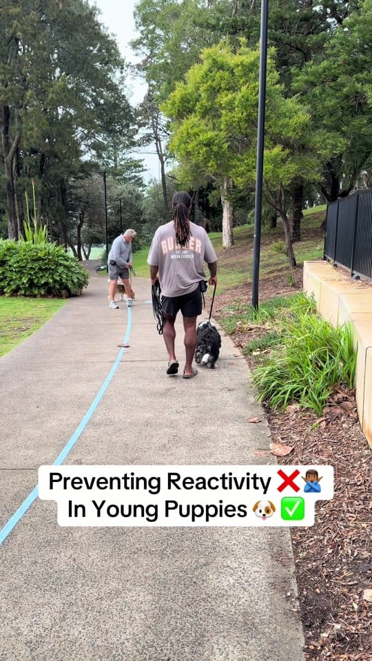 Post 3 by Apex Dog Training on TikTok (video)